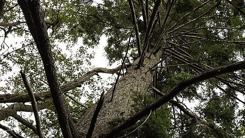 The Unlikely Partnership Supporting South Seattle Youth Through Forest Science