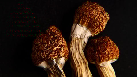 OPINION: Magic Mushrooms for Mental Health — The Complex Future of Psychedelic Therapies