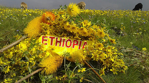 Ethiopian New Year landscape. Photo taken on Sept. 1, 2014, Ethiopian Calendar. Ethiopian indigenous flower "Adey Abeba." Sheeps seen grazing. Photo attributed to Tewodros Kassa (under a Creative Commons, CC BY-SA 4.0 license).