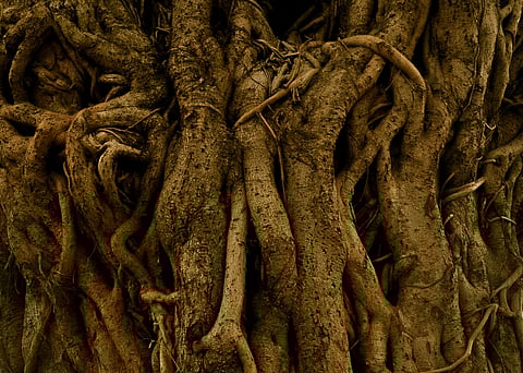 Image by Sophia Malik.