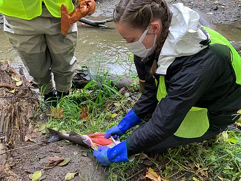 A Puget Soundkeeper volunteer checks a dead salmon for pre-spawn mortality at Longfellow Creek. Photo courtesy of Puget Soundkeepers.