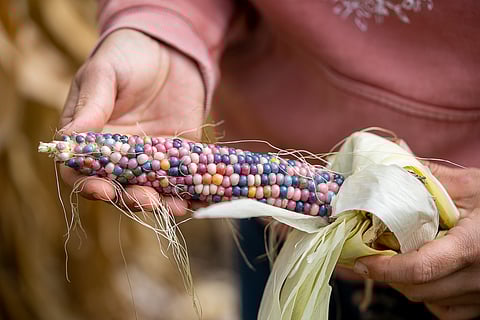 Jewel-colored corn from the Native Sharing Garden. (Photo: Felipe Contreras)