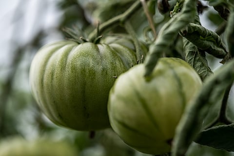 Green tomatoes at Wild Hearts Farm. (Photo: Felipe Contreras)