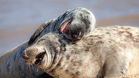 Weekend Reads: Do Animals Laugh?