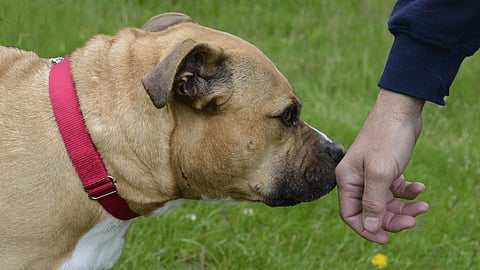 Weekend Reads: Dogs and Parachutes (but Not at the Same Time)