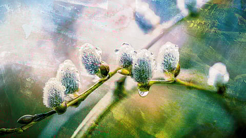 Original photo by Elena Shavlovska/Shutterstock.com. Photo editing by Emerald staff.