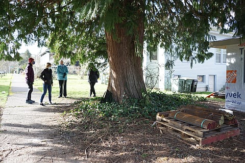 Sandy Shettler and local neighbors look at the western red cedar from below and avoid standing on the property that is under development. (Photo: Agueda Pacheco Flores)