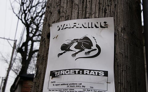 Rodenticides Continue to Affect Seattle Wildlife
