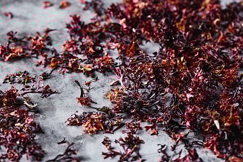 Photo by nito/Shutterstock.com