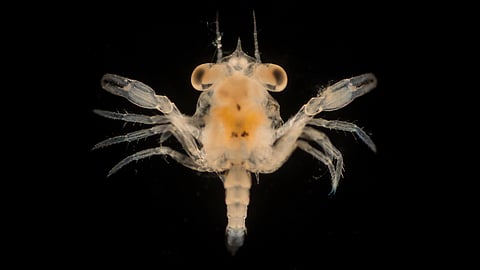 Weekend Reads | The Greatest Migration on Earth