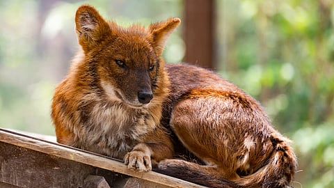 Weekend Reads | Coyotes and Gray Wolves and Dogs, Oh My!