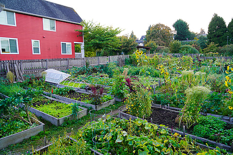High Point Juneau P-Patch, where the Khmer Community of Seattle King County focuses on intergenerational food production. (Photo: Jaidev Vella)