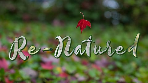 Re-Natured is a monthly photography column by C.E. Bick. (Photo: C.E. Bick; edits by Emerald team)