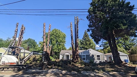 A row of cedars removed illegally from a West Seattle property and retroactively approved by the city. (Photo: Kersti Muul)