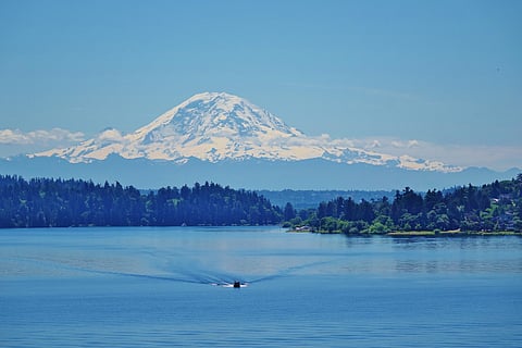 Dead Fish Appearing on Lake Washington Shorelines Due to Bacteria and Warmer Water
