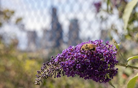 A red-belted bumblebee, Bombus rufocinctus. (Photo: Alex Garland)