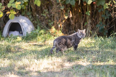 A South Seattle neighborhood feral cat, cared for by locals, pauses outside an outdoor shelter. (Photo: Alex Garland)