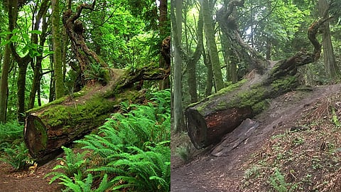 Seward Park ferns at what's now known as "Ground Zero," shown growing in 2011 and gone in 2017. (Left photo by Jordan Jackson, right photo by Paul Shannon)