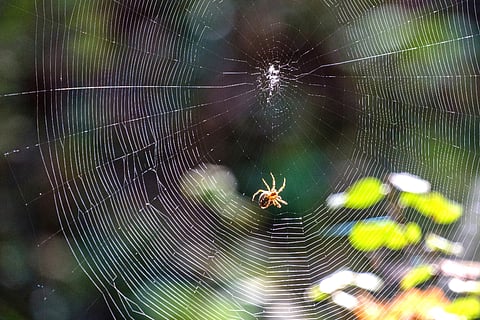 Weekend Reads | Spider Brains: How Tiny Creatures Create Large Cognitive Systems