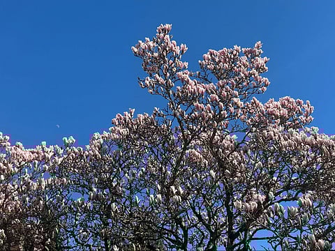 The moon rises behind a magnolia tree in Beacon Hill. (Photo: Amanda Sorell)