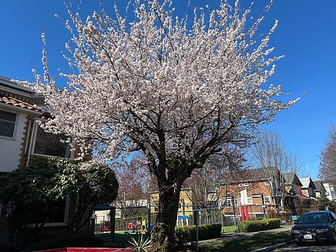 A beautiful flowering Sargent Cherry (aka Prunus sargentii) in the Central District as identified by Nat Henry's interactive map. Make your own bespoke cherry blossom tour of the South End! (Photo: Jas Keimig)