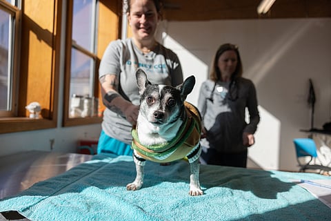 Charlie gets a checkup at Doney Coe Pet Clinic. (Photo: Alex Garland)