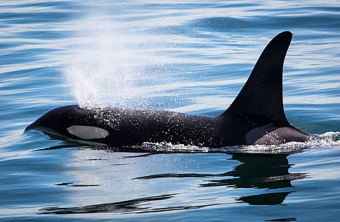 Weekend Reads | New DNA Evidence Tells Us How to Save the Orcas