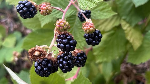 Blackberries growing from an alleyway bramble in Hillman City. (Photo: Kate Flaming)
