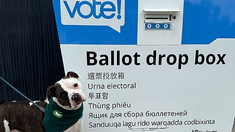 Emerald doggo Potato poses for a quick "voting selfie" in front of a drop box at the White Center Library on Aug. 6, 2024. (Photo: Megan Christy)