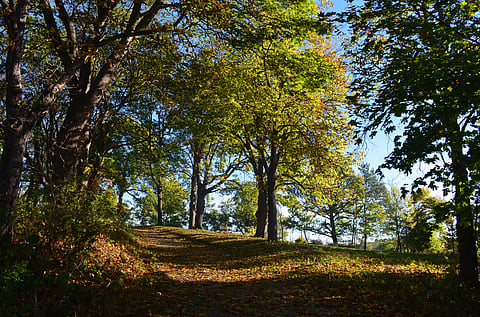 A path in the woods.