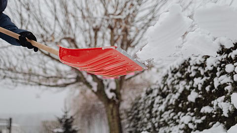 A person shovels snow with a plastic red snow shovel- the snow is flying off the shovel and there are snow covered trees and bushes in the background of the photo.