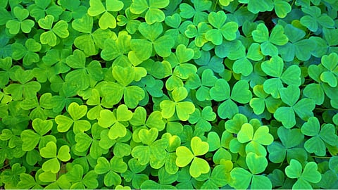 bright green bed of shamrocks