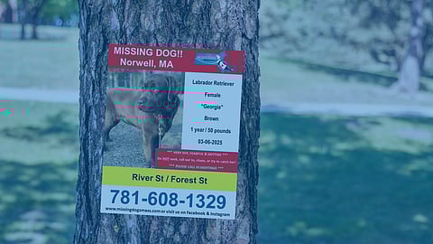 A tree with a missing dog poster on it