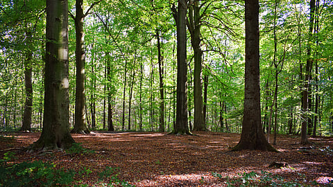 wooded forest