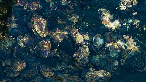 Picture shellfish in the water