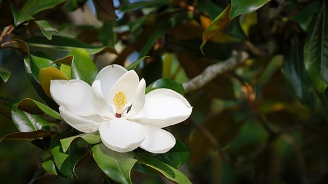 picture of a white magnolia against dark green leaves