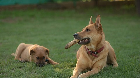 two light brown dogs lay in the grass, one has a stick in its mouth