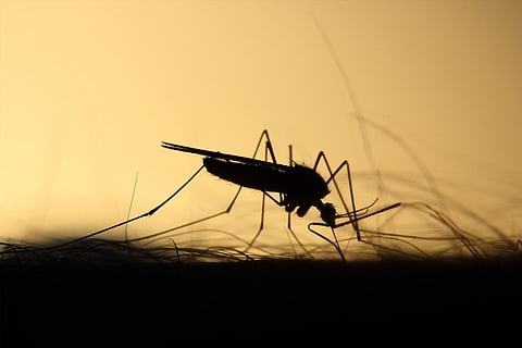 Davao CHO heightens drive vs dengue