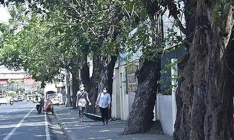 Davao Cenro underscores how trees mitigate rising temperatures