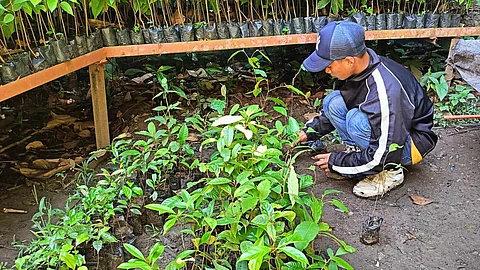 Restoring biodiversity
Philippine Eagle Center initiates planting of 3M trees
