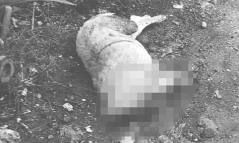 The man who brutally killed a dog in Koronadal City on Wednesday, October 11, 2023, will face charges for violation of Republic Act 10631, better known as the Animal Welfare Act.
