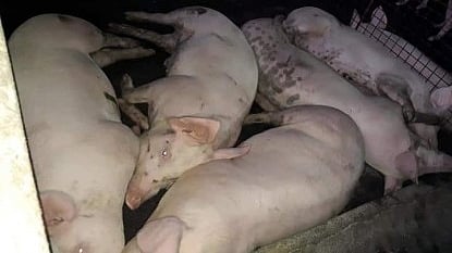 PORK SUPPLY. Swine sufficiency in Iloilo province is now at 33.12 percent, down from 289 percent before African Swine Fever (ASF) affect many part of the Visayas region. Provincial Veterinarian Dr. Darel Tabuada, in an interview Friday (Nov. 17, 2023), said the province has to bring in hogs from other provinces to meet consumers' demand.