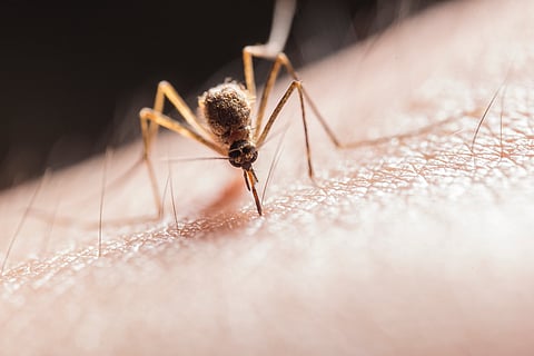 Seek medical care if suffering from dengue-like symptoms