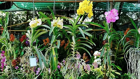 DA-Davao eyes to revive floriculture industry