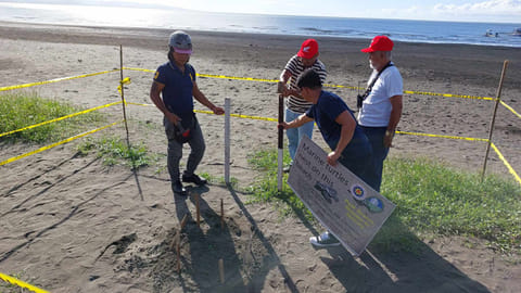 ZAMBOANGA. The Department of Environment and Natural Resources (DENR) reports increase turtle nesting activity along the shores of Zamboanga del Norte, particularly in the area of the second congressional district. A photo handout shows the DENR, through the Community Environment and Natural Resources Office (CENRO)-Manukan, has installed signages and distributed flyers to amplify awareness and encourage community involvement in the conservation and protection of marine turtles and other vital wildlife resources in the province.