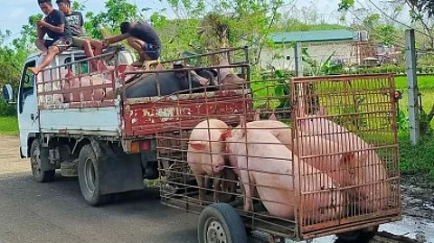 HOGS FOR AUCTION. Live hogs off to the auction market in Kabankalan City, Negros Occidental, in this undated photo. Prices of live hogs in auction markets have decreased based on the latest monitoring of the Provincial Veterinary Office because hog raisers cannot ship out supply since the province is no longer certified and recognized as free from African swine fever.