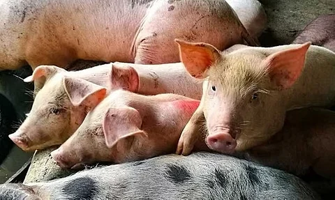 Local swine supplier partners with Denmark-based genetic pig farm