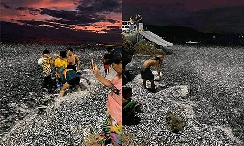 Rely on science amid fish phenomenon, earthquake