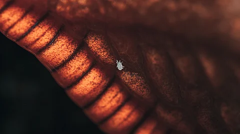 Concern with Mites