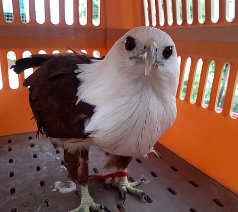 ZAMBOANGA. Personnel of the Community Environment and Natural Resources Office-Ramon Magsaysay retrieve a Brahminy kite in Poblacion village, Mahayag, Zamboanga del Sur last week. A photo handout shows the bird placed in a cage and taken to the Regional Wildlife Rescue Center in Baclay village, Tukuran, Zamboanga del Sur, where it will remain under rehabilitation before releasing it to its natural habitat.